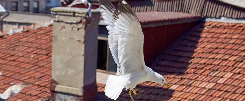 Residential Chimney Animal Removal Solution in Indio, CA